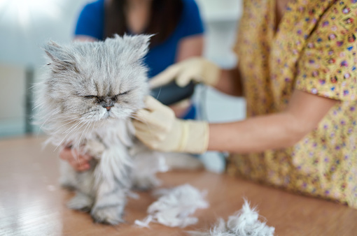 Old Persian cat is brought for examination and trimming in a veterinary clinic. The grumpy cat is displeased (on foreground). A woman veterinarian is cutting the overgrown cat hair using the hair clipper. A woman owner is keeping and calming her pet. Shooting in a veterinary office