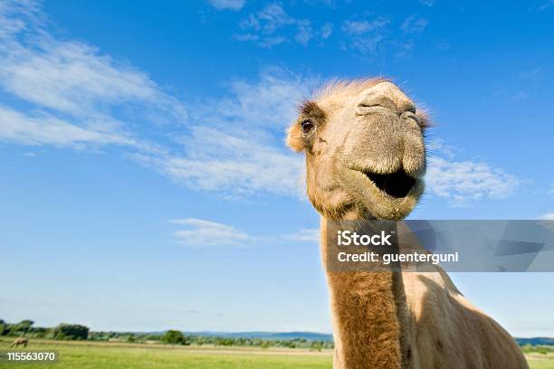 Grande Retrato De Um Camelo Bactriano No Green Estepe - Fotografias de stock e mais imagens de Camelo