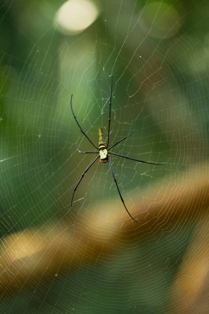 istock Huge golden web spider in Chiang Rai province 1155631553