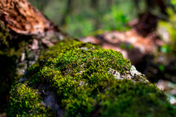 istock Green sprouts of moss closeup on a tree on a sunny summer day, selective focus, background 1155633998