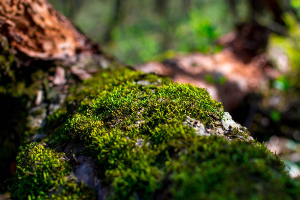 Photo of Green sprouts of moss closeup on a tree on a sunny summer day, selective focus, background