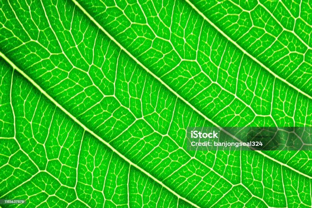 Horizontal Leaf Pattern Horizontal Green Leaf Texture For Pattern And Background Stock Photo ...