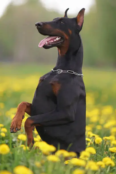 Photo of Young black and tan Doberman dog with cropped ears sitting up on its back legs in a green grass with yellow dandelions in spring