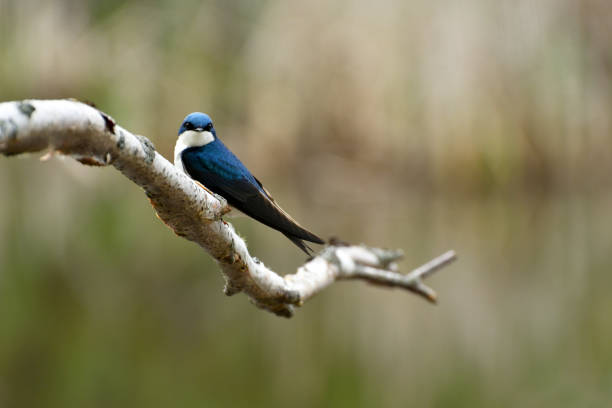 istock Barn Swallow Sitting on a Tree Branch in Spring 1155639204