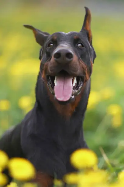 Photo of The portrait of a young black and tan Doberman dog with cropped ears posing in a green grass with yellow dandelions in spring