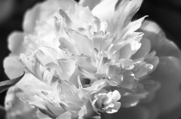 istock blooming peonies in the garden 1155640635
