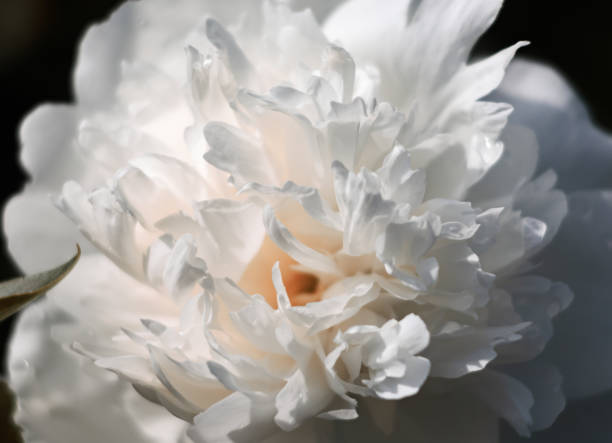 istock blooming peonies in the garden 1155640665