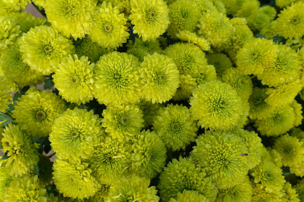 istock Beautiful chrysanthemum flowers 1155640885
