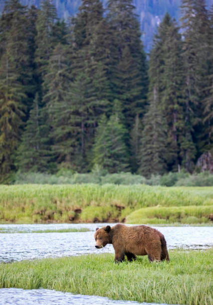 istock Grizzly Bear in a grassy meadow 1155640971