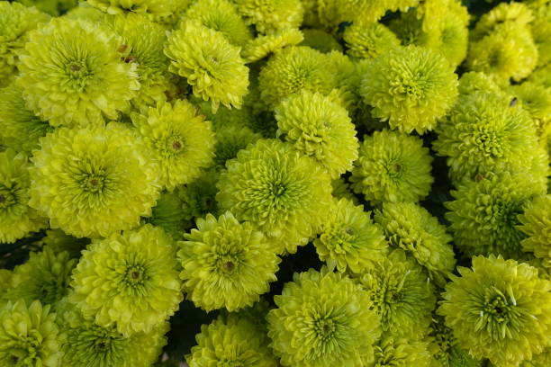 istock Beautiful chrysanthemum flowers 1155641027