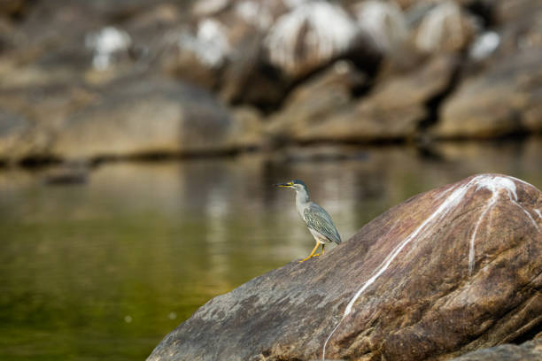 Striated heron or Butorides striata close up sitting on stone perch with a green water background at bank of chambal river rawatbhata, kota, india