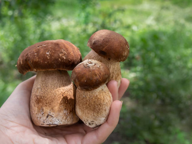 istock Hand holds fresh Porcini mushrooms. 1155642450
