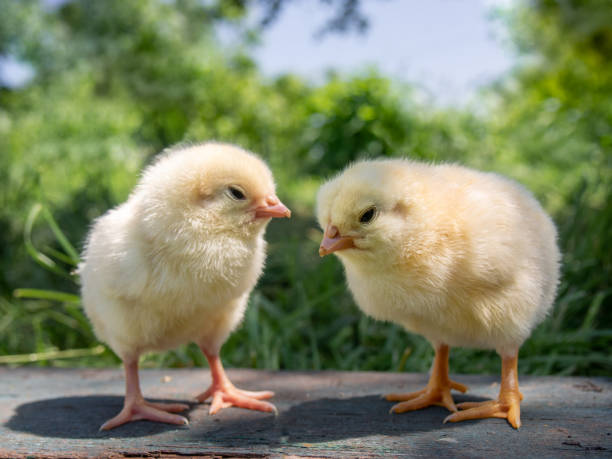 istock Two yellow chickens on the farm. 1155642451