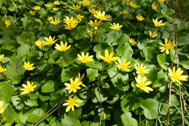 Closeup of clump of spring yellow flowers, Ficaria verna, (formerly Ranunculus ficaria L.) commonly known as lesser celandine or pilewort