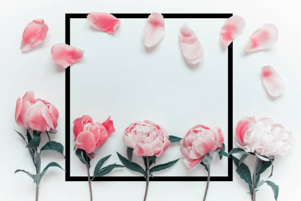 istock Black square red peony flowers and petals 1155643451