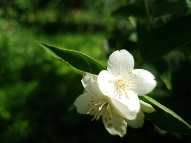 istock Jasmine flowers Jasmine bush in the garden. 1155643495