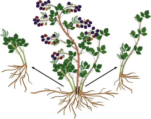 ilustrações de stock, clip art, desenhos animados e ícones de blackberry vegetative reproduction scheme. blackberry shrub with ripe berries, root system and green leaves isolated on white background - blackberry bush plant berry fruit