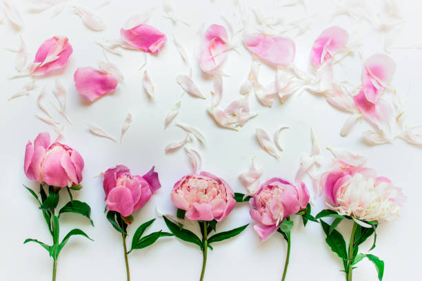 istock Five peony flower with separate petals on white background 1155643706