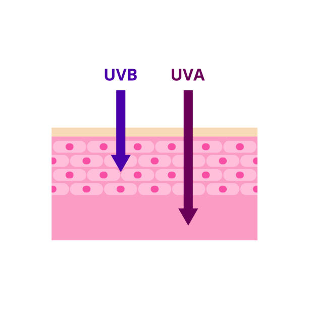 uva と uvb 放射型ベクターイラスト - penetrating点のイラスト素材／クリップアート素材／マンガ素材／アイコン素材