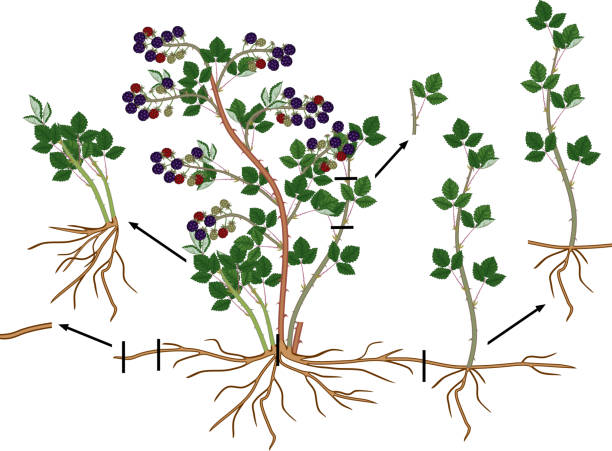 ブラッ�クベリー栄養再生スキーム。熟したベリー、根系と緑の葉とブラックベリーの低木は、白い背景に隔離 - asexual reproduction点のイラスト素材／クリップアート素材／マンガ素材／アイコン素材