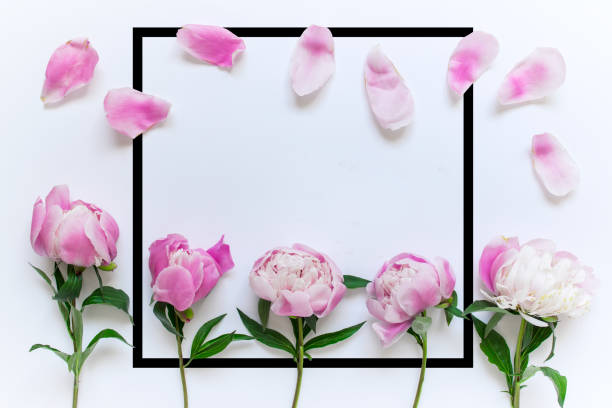 istock Black square peony flowers and petals 1155643737