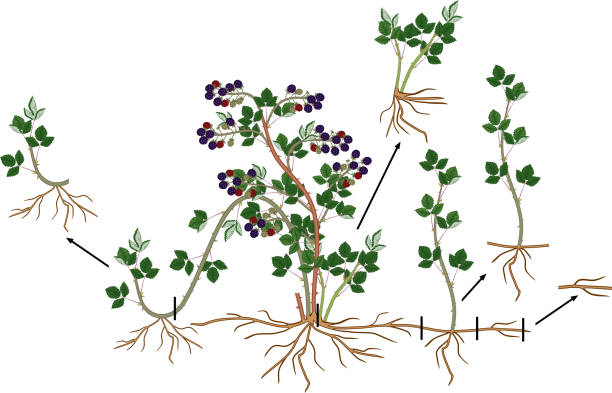 ブラックベリー栄養再生スキーム。熟したベリー、根系と緑の葉とブラックベリーの低木は、白い背景に隔離 - asexual reproduction点のイラスト素材／クリップアート素材／マンガ素材／アイコン素材