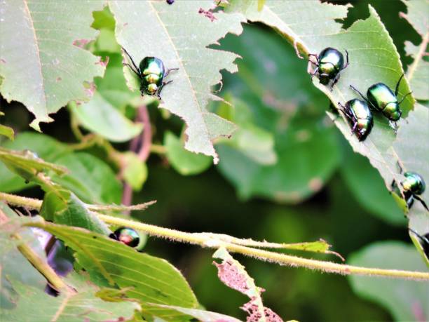 istock Beautiful Japanese Beetles Dramatically Damaging Greenery 1155645405