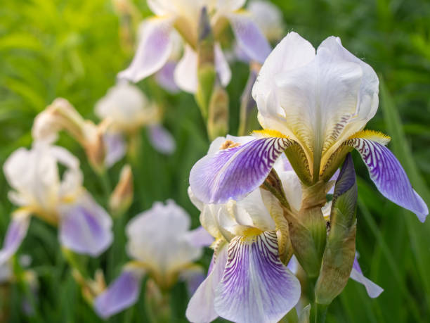 istock Beautiful iris flower, close-up. 1155645843
