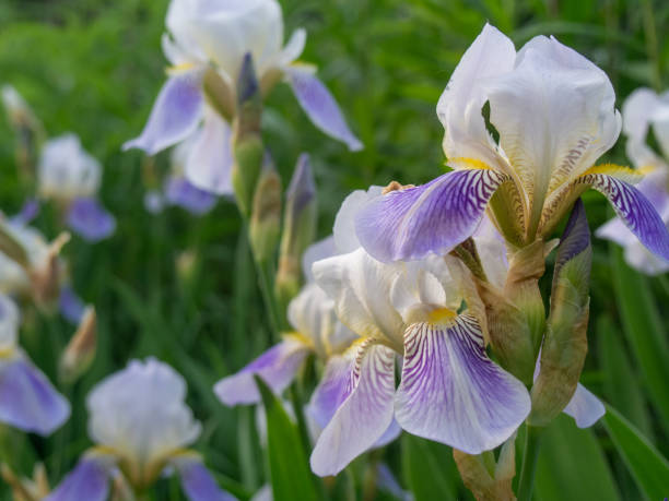 istock Beautiful iris flower, close-up. 1155645847