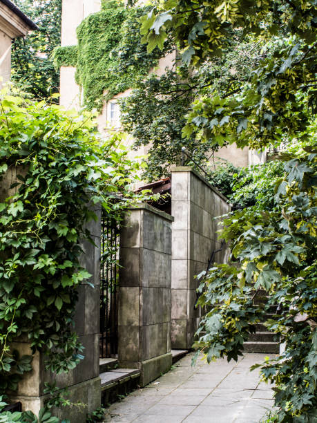 istock entrance stairs covered with vines 1155649929