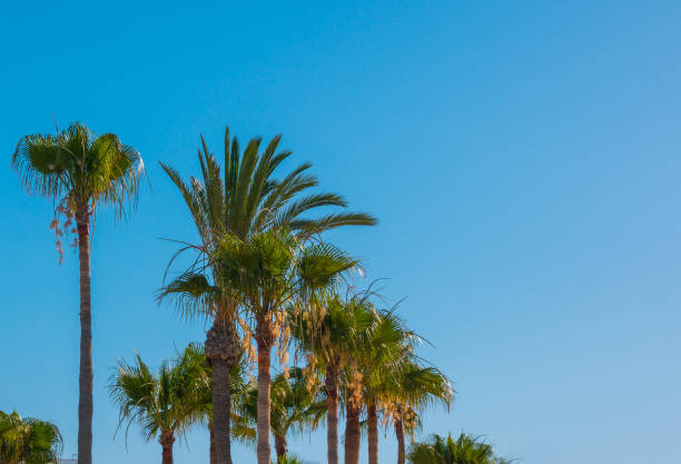 istock Palm trees against the blue sky. Natural background. Copy space 1155650376