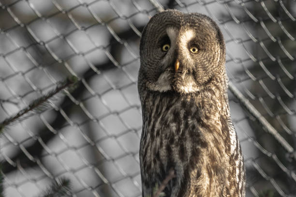 istock portrait of beautiful great grey owl 1155650809