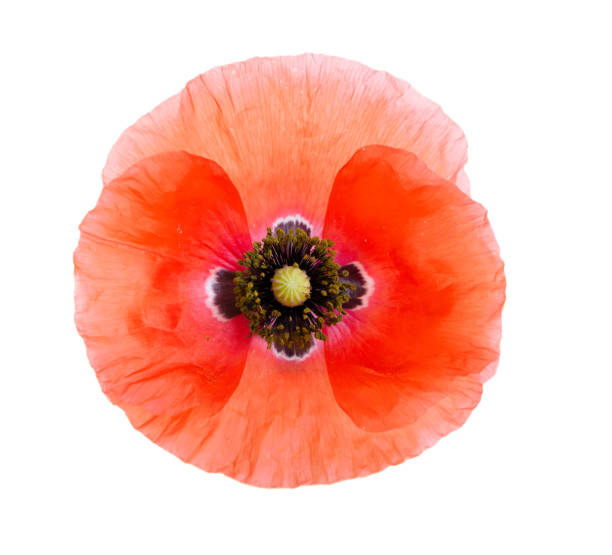 istock red poppy flowers 1155650872