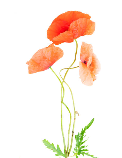 istock red poppy flowers 1155651019
