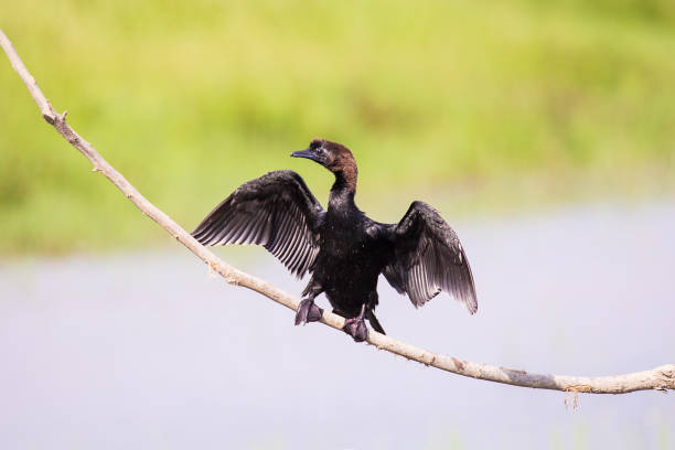 istock Pygmy cormorant - Microcarbo pygmaeus 1155652304