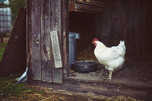 Domestic hen in the stable