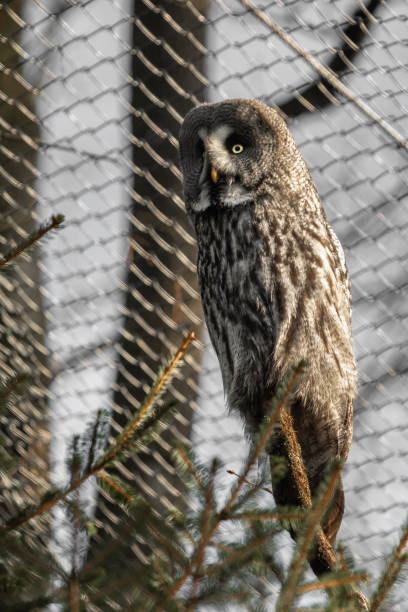 istock portrait of beautiful great grey owl 1155653248