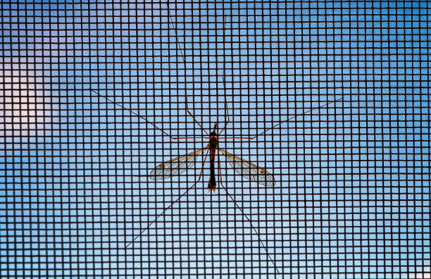 mücke auf dem bildschirm mit himmelshintergrund. - mosquito netting stock-fotos und bilder