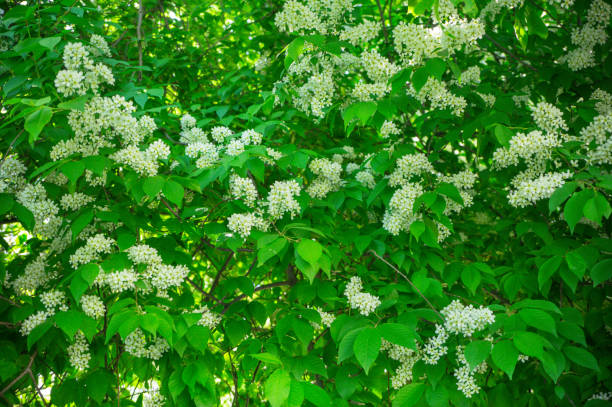 istock Blossoming bird cherry in the spring in the garden. 1155654480