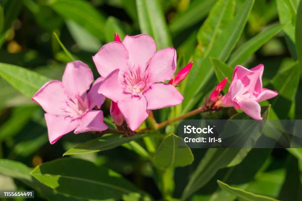 Hic Pink Oleander Flowers On A Sunny Summer Day Nerium Oleander Stock Photo - Download Image Now
