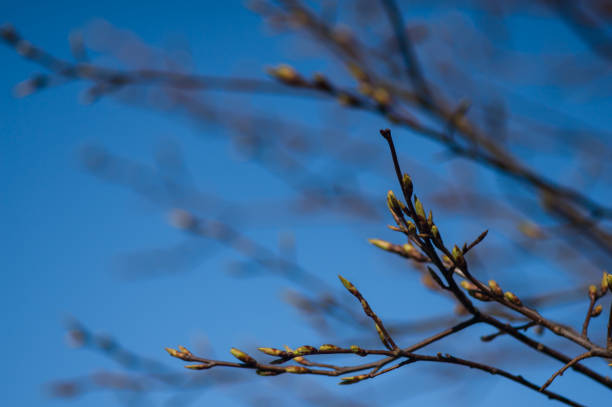 primi boccioli su un albero all'inizio della primavera su uno sfondo di cielo blu. messa a fuoco selettiva. risveglio della natura in primavera - sky blue woods park foto e immagini stock