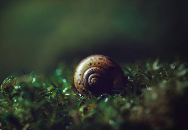 Beautiful snail shell on dark green background close - up. Shell spiral in wet moss, macro. Dark mysterious picture. Yellow green moss at sunset.