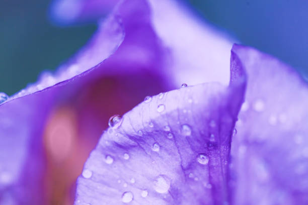 istock Iris flower macro photo. Violet beautiful blooming petal after rain 1155655481