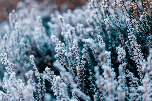 Winter heather background