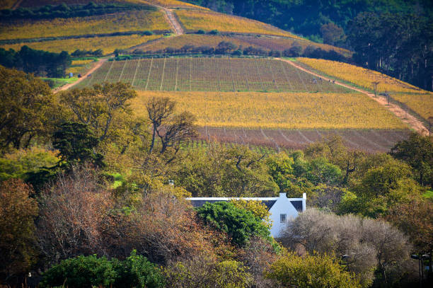 vinhedos da herdade e do vinho da propriedade holandesa do cabo com cores do outono - south africa cape town winelands constantia - fotografias e filmes do acervo