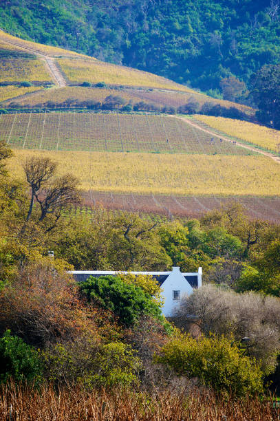 herdade holandesa do cabo e propriedade do vinho nos vinhedos - south africa cape town winelands constantia - fotografias e filmes do acervo