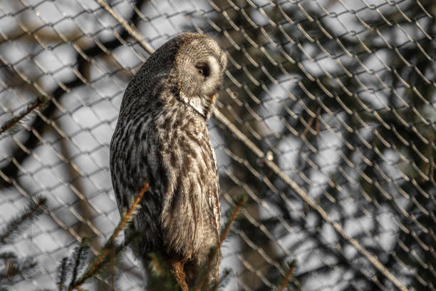 istock portrait of beautiful great grey owl 1155655723