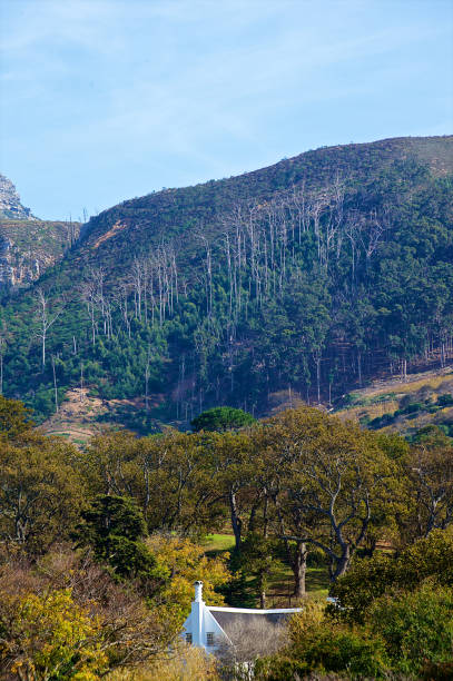 herdade holandesa do cabo e propriedade do vinho com floresta - south africa cape town winelands constantia - fotografias e filmes do acervo