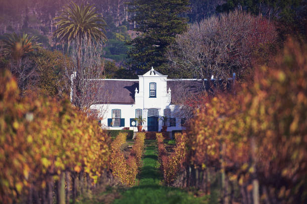 cape dutch homestead e wine estate baixo ângulo do vinhedo - south africa cape town winelands constantia - fotografias e filmes do acervo