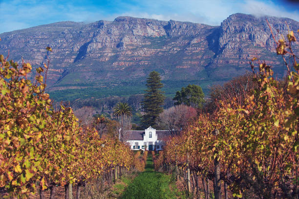 ケープ・ダッチ・ホームステッドとワイン・エステート・イン・ブドウ園の広い眺め - south africa cape town winelands constantia ストックフォトと画像